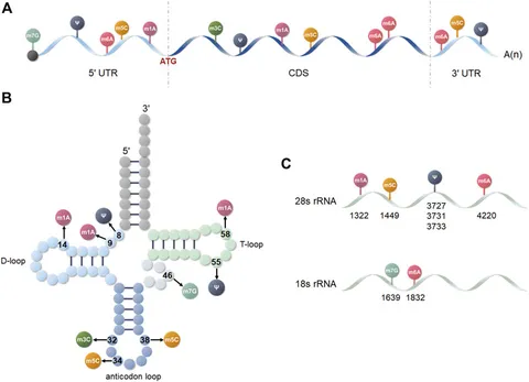 Frontiers | The role of RNA modification in hepatocellular