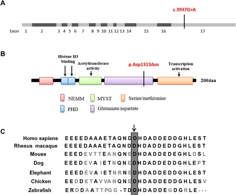 Frontiers | Clinical manifestations and genetic analysis of