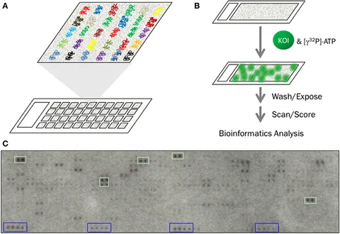 Mechanisms and Applications of Redox-Sensitive Green