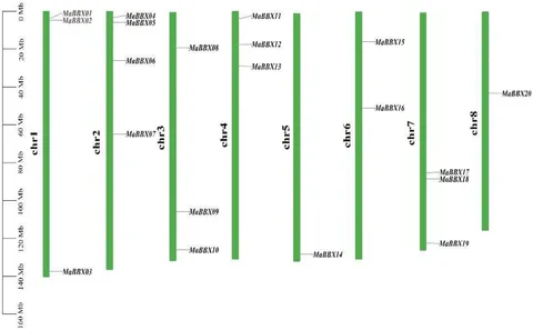 Frontiers | Characterization of B-box family genes and their