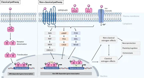 Frontiers | Targeting the non-classical estrogen pathway in