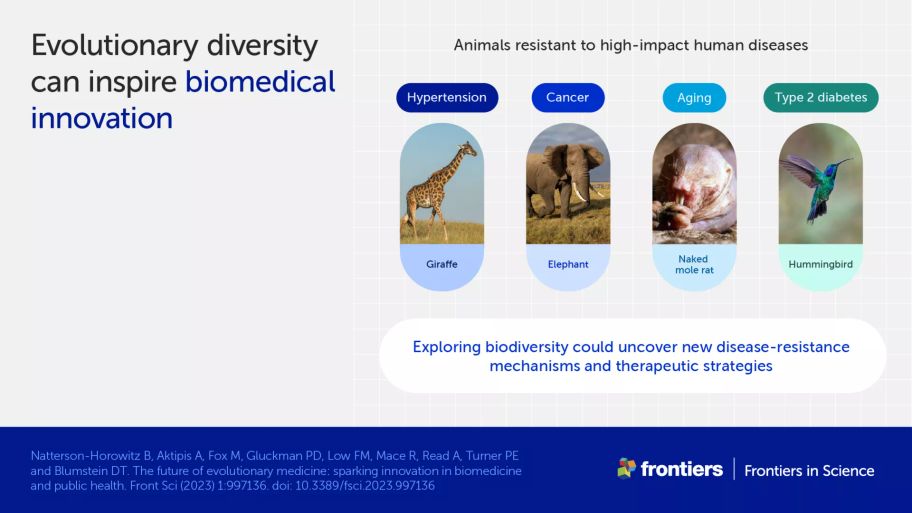 Infographic showing four diseases some animals are resistant to, such as giraffes being resistant to hypertension, which could drive biomedicine innovation