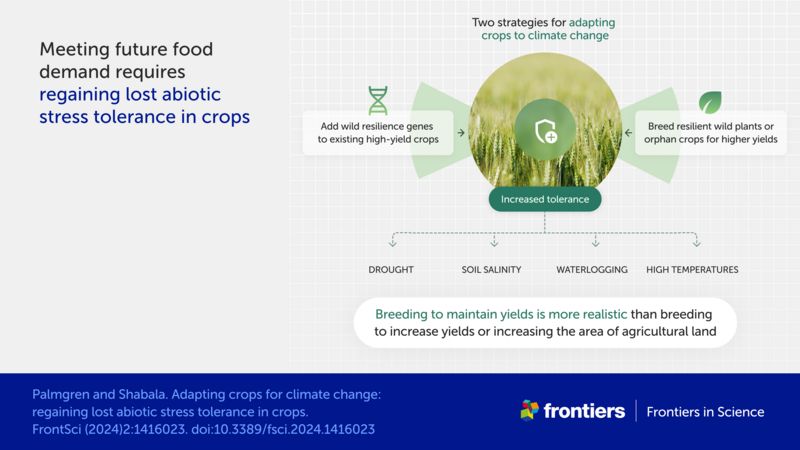 Infographic showing two strategies for adapting crops for climate change—adding wild resilience genes to existing high-yield crops, and breeding resilient wild plants or orphan crops for higher yields